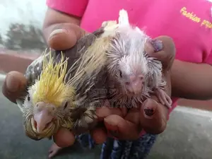 Cockatiel Birds