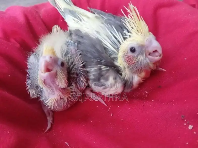 Cockatiel Birds