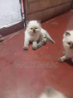 Himalayan Cat
