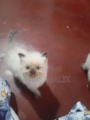 Himalayan Cat