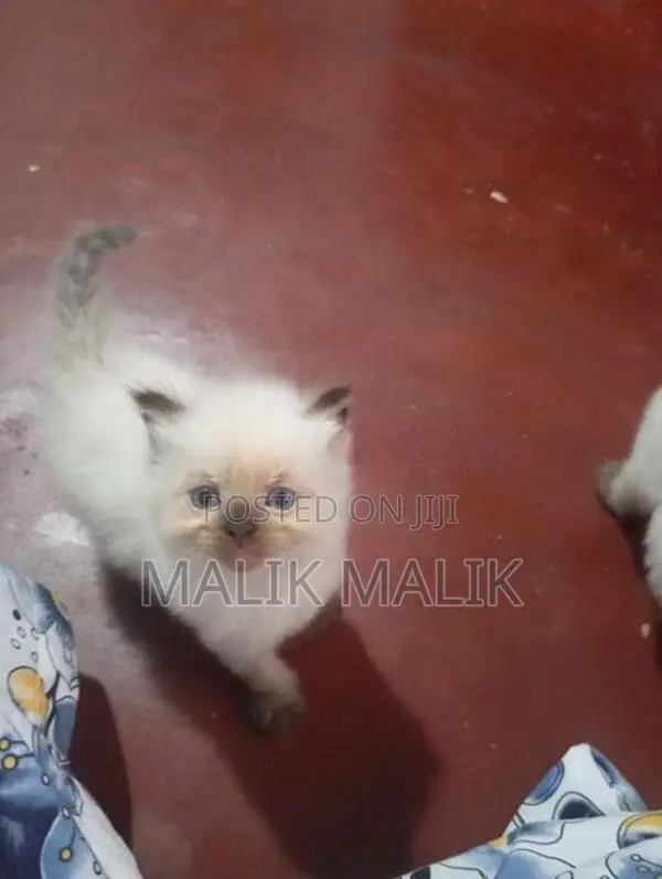Himalayan Cat