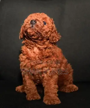 Poodle Puppies