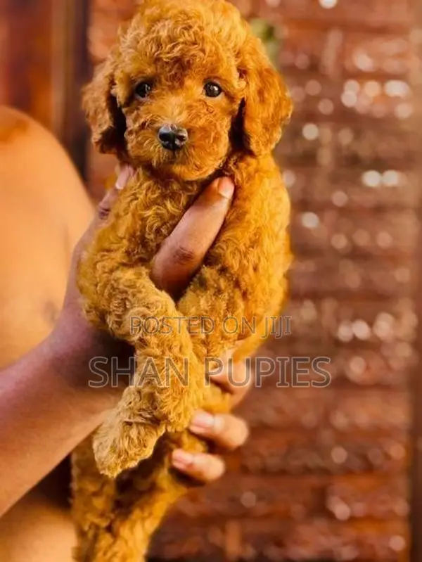 Poodle Puppies