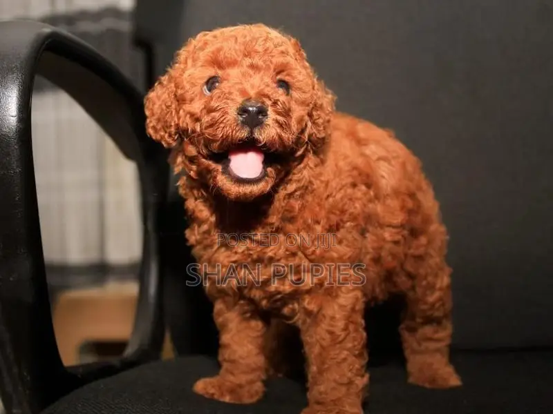 Poodle Puppies