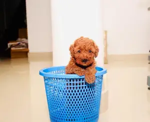 Poodle Puppies