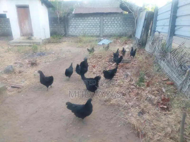 Karunkoli Chicks