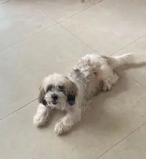 Shih Tzu Puppy