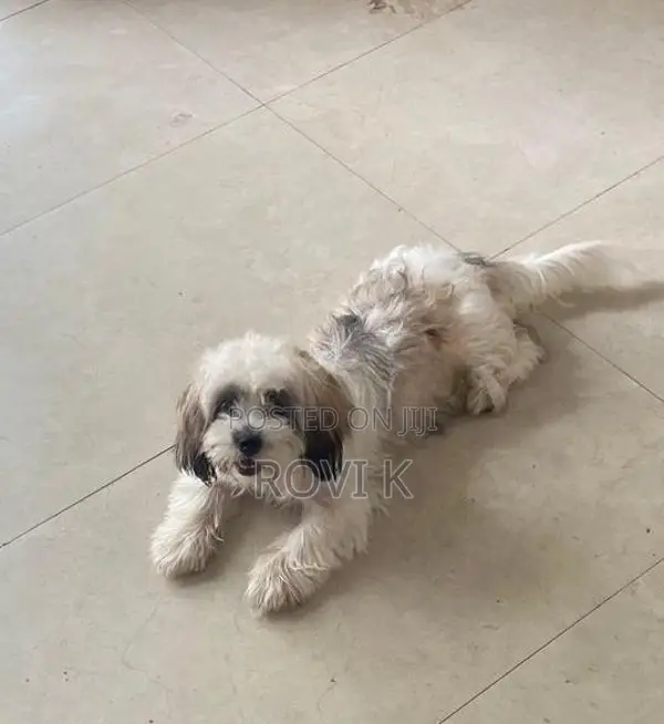 Shih Tzu Puppy