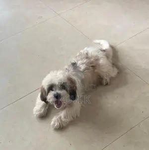 Shih Tzu Puppy