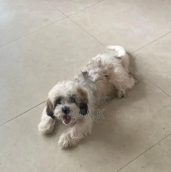 Shih Tzu Puppy