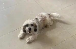 Shih Tzu Puppy
