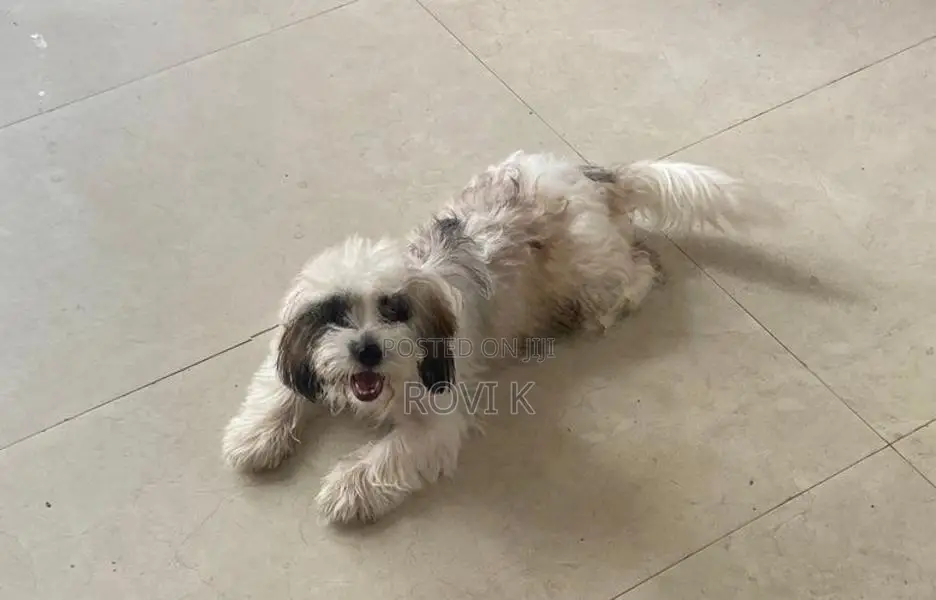 Shih Tzu Puppy