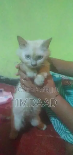 Persian Cat