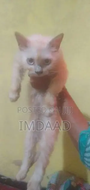 Persian Cat