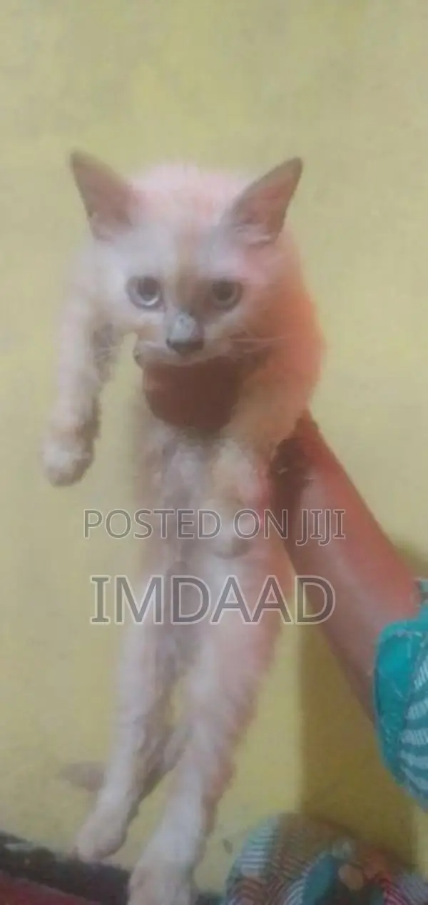 Persian Cat
