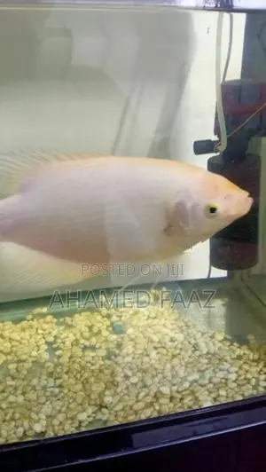 Giant Gourami (Gura)