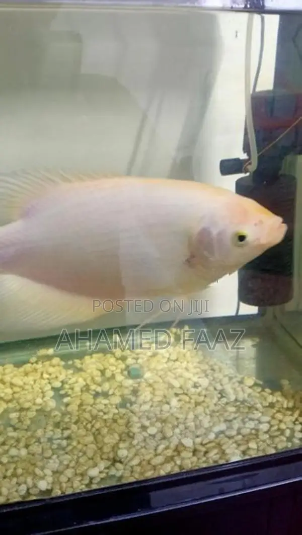 Giant Gourami (Gura)