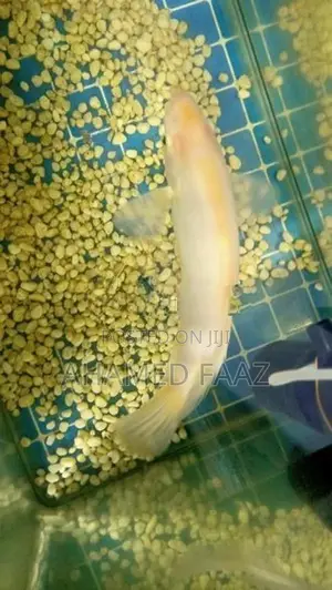 Giant Gourami (Gura)