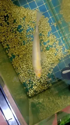 Giant Gourami (Gura)
