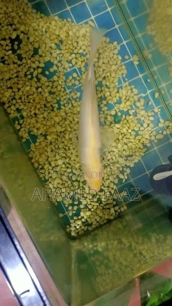 Giant Gourami (Gura)