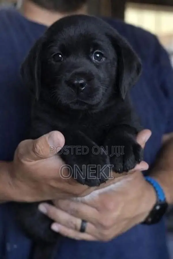 Pure Breed Labrador Puppies