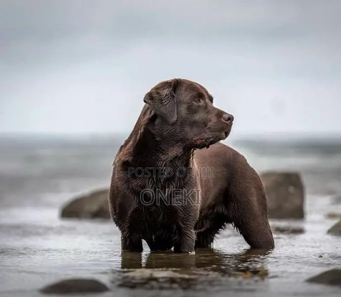 Pure Breed Labrador Puppies