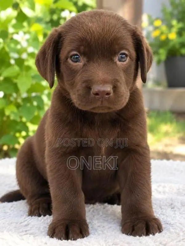 Pure Breed Labrador Puppies