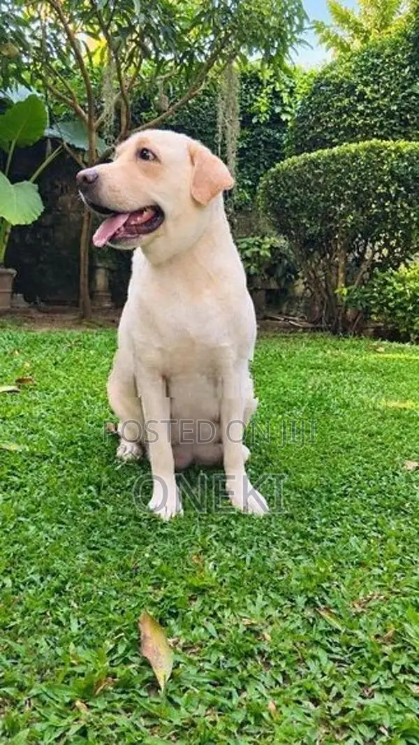 Pure Breed Labrador Puppies