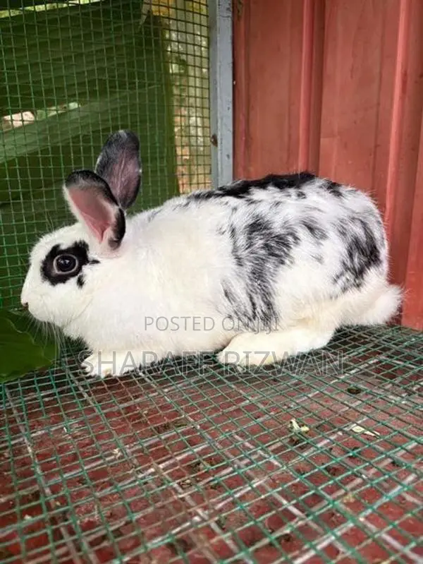 Rabbit