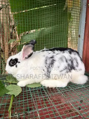 Rabbit