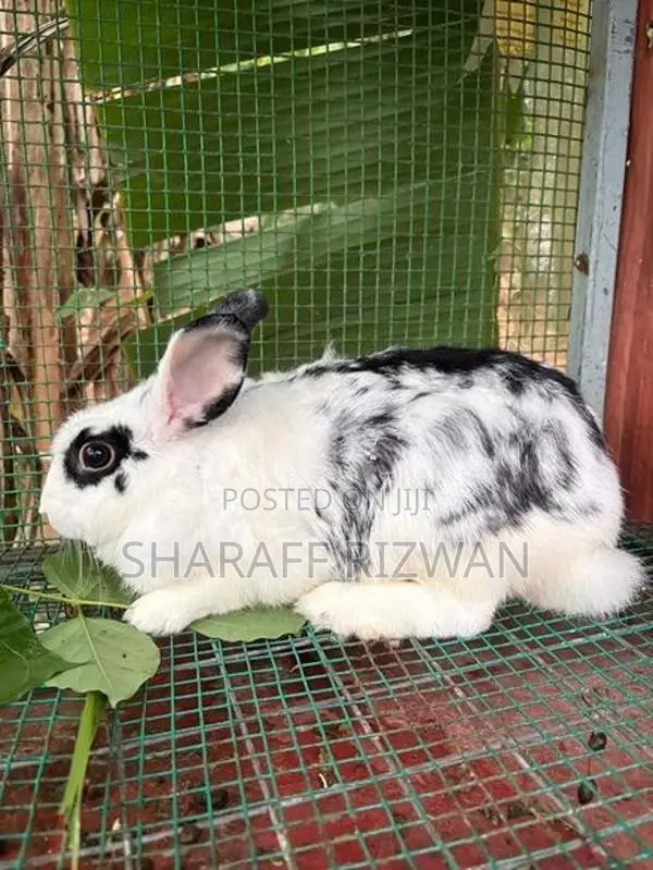 Rabbit