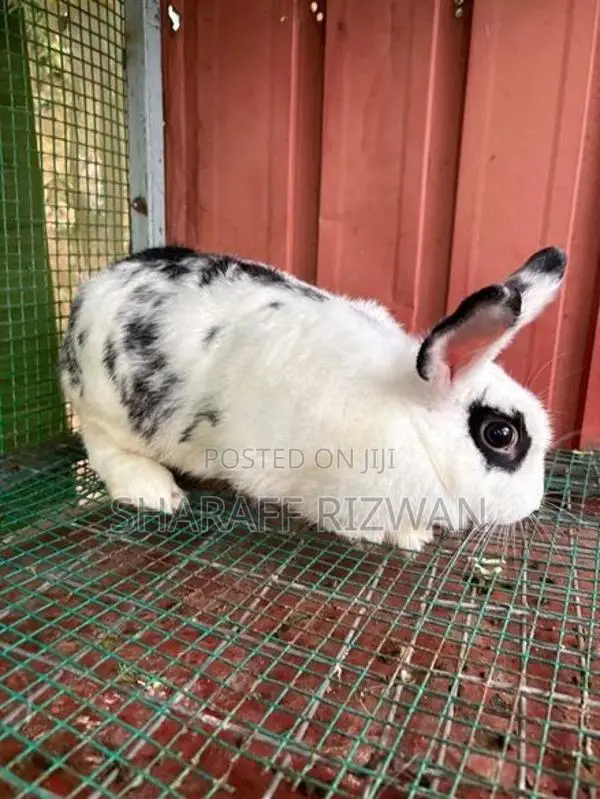 Rabbit