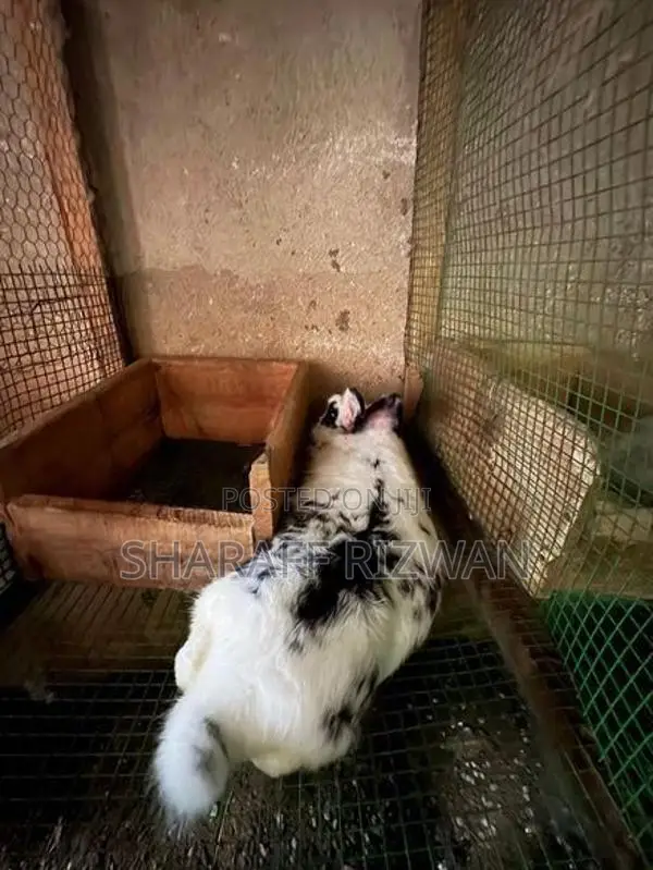 Rabbit