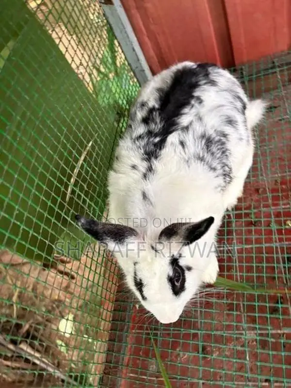 Rabbit