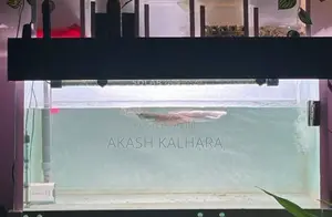 Silver Arowana Fish
