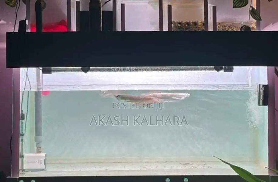 Silver Arowana Fish