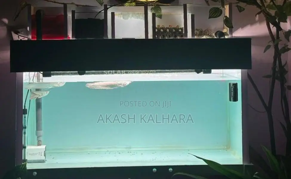 Silver Arowana Fish