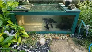 Cat Fish