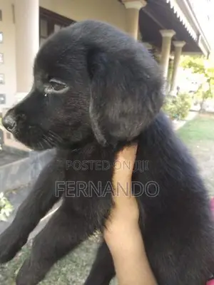 Labrador Puppies