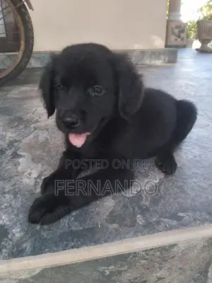 Labrador Puppies