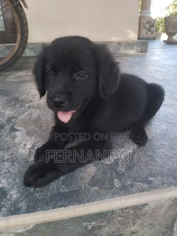 Labrador Puppies