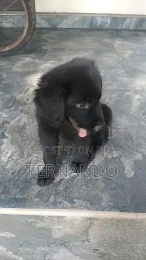 Labrador Puppies