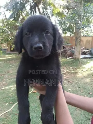 Labrador Puppies