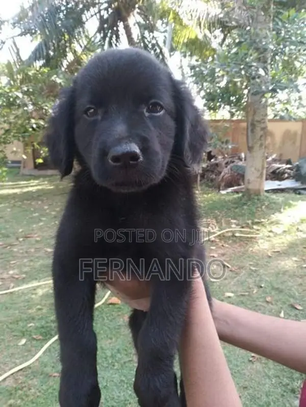 Labrador Puppies
