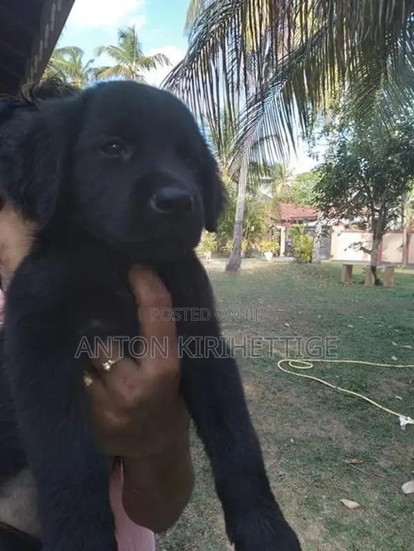 Labrador Puppies