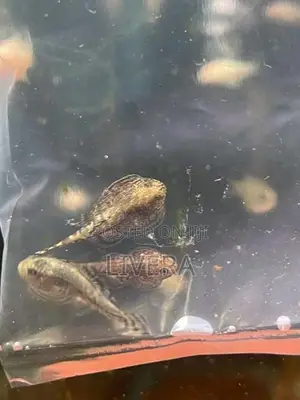 Butterfly Loach