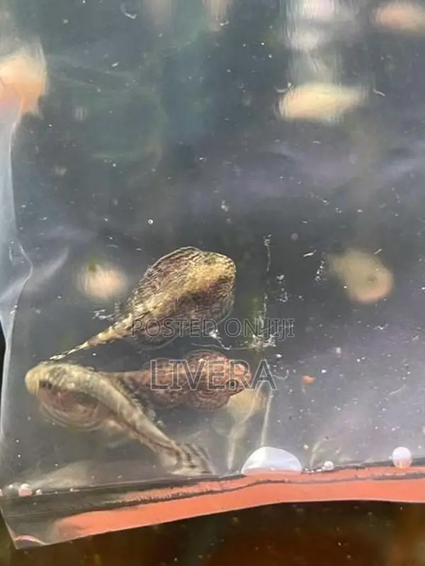 Butterfly Loach