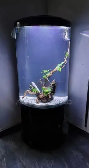 Fish Tank