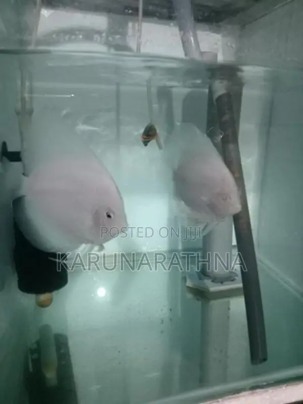 Snow White Discus