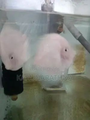 Snow White Discus